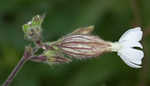 Bladder campion